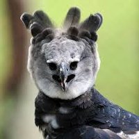 Harpía, Reina del cielo. (@harpa77494652) 's Twitter Profile