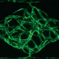 Hughes Lab - UCI (@hugheslabuci) 's Twitter Profile Photo