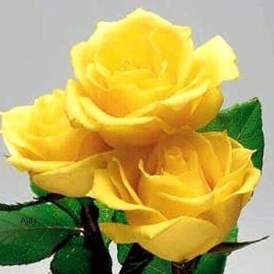 harekrishna131's profile picture. Lovethyworld