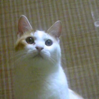 2ニャン1女のかーちゃん ずぼら
ほぼ閲覧用