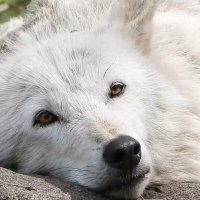 Moonraven Films (@moonravenfilms) 's Twitter Profile