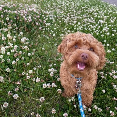 I speak on behalf of Archie the explore 🐶 the goodest boy in town, living his best life in Alberta🏔️