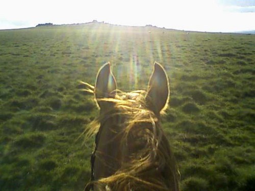 Natural__Horse's profile picture. The UK's Natural Life Directory with a dedicated natural animal section; products, services, news, articles and so much more.