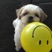 福来ちゃんねる【シーズー犬】 (@fukuchannel1201) Twitter profile photo 福来ちゃんねる【シーズー犬】 (@fukuchannel1201) Twitter profile photo