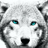 Cilex (@cilex7) 's Twitter Profile