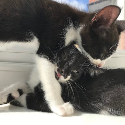 2 cats with very seewious jobs ! Miso and Tofu                                                            Check out r hoomans bizznis: https://t.co/4jZkKl9bcp
