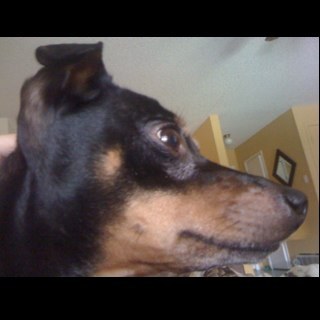 Scottieforbes's profile picture. I really like chicken wings