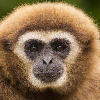 Gibbon Nocredit(@Gibbon569) 's Twitter Profile Photo