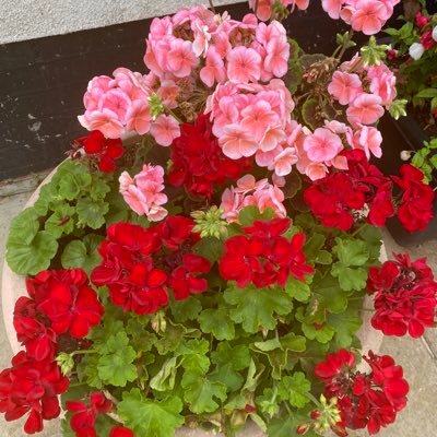 ash78698's profile picture. 