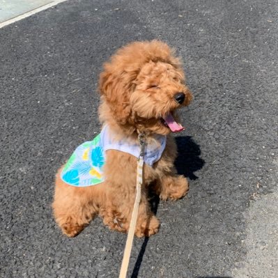 トイプードル パン Toypoodle Pan Twitter