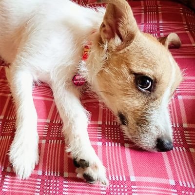 紅い鈴さんのプロフィール画像