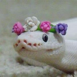 shoujo_lamia's profile picture. 『 There is no antidote for me. 』 #LOLRP