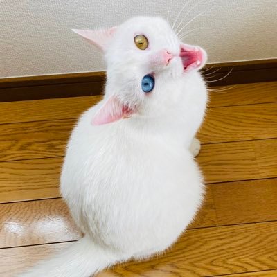 かまぼこ Kamaboko Home Twitter