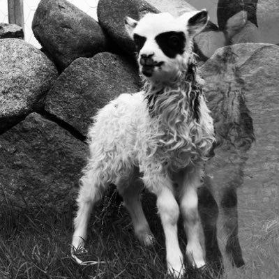 ichbinschaf's profile picture. incredible hero of your dreams