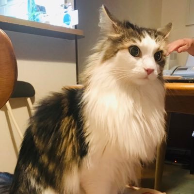 音楽、映画、Tシャツ、スニーカー、バイク、猫、お笑い、ドラゴンズ、酒、時々料理/無言フォロー失礼します