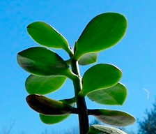 I'm a plant. I live with J. P. Cabit, and keep him company. I like sunlight & water. My family is from the Nederlands. (Hence, Van Shuegeld.)