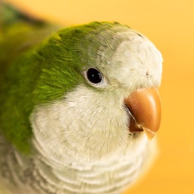 Parrot Houseさんのプロフィール画像
