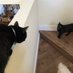 CatLover (@stem_cat) Twitter profile photo CatLover (@stem_cat) Twitter profile photo