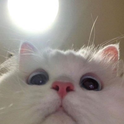 놈さんのプロフィール画像