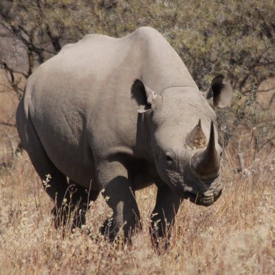 Telling Namibia's conservation story to the world. Presenting research, conservation action and true stories from the field. Tweets by Gail Thomson