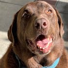 my dog is named cano so i stole that mfs name / @ObeyAlliance