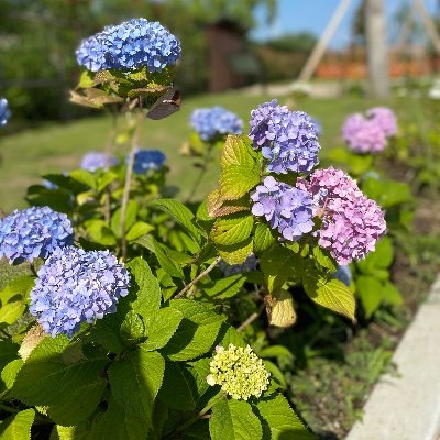 生きがいのライブを奪われ、アンチコロナ脳アカに変更しました。コロナは大した病気ではないことがわかり今はマスクによる健康被害の方が怖い。新しい生活様式を押しつけられ、同調圧力に逆らえない大人たちが子どもの未来を台無しにする。まずは子どもから、#マスクを外そう