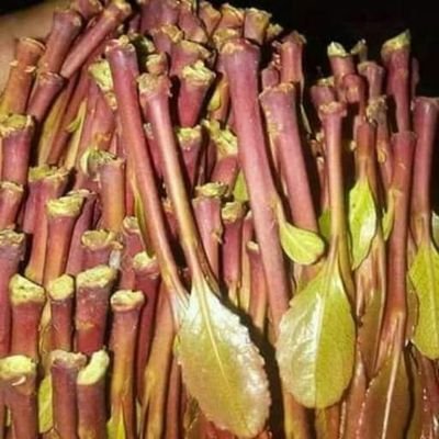 افضل انواع القات في جازان