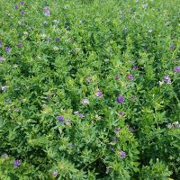 Brad Schick (@foragesguy) 's Twitter Profile