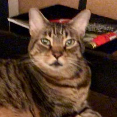 Just a gal trying to get around in NYC on a bike🧠#ADHD 💉left-leaning patriot 🇺🇸🗽🇺🇦 cat lover 😻 #vegetarian (with Vegan ambitions)🥦 5 years #sober