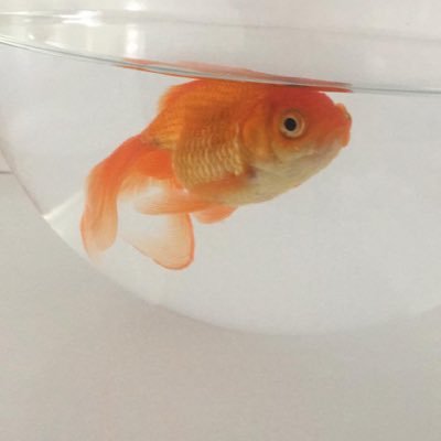 behzatyumusakg's profile picture. 