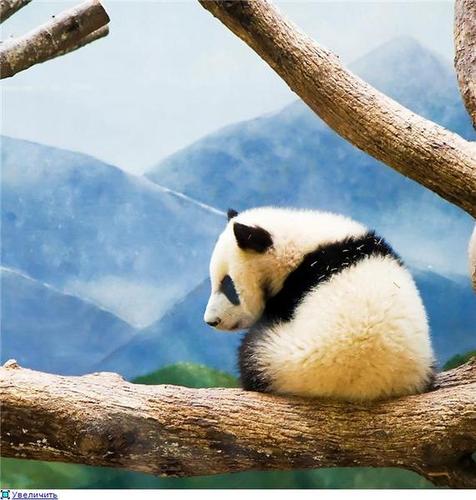 rombor525's profile picture. 