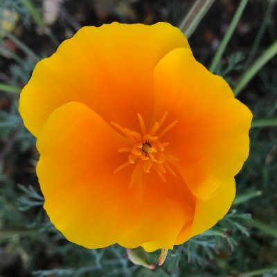 Photos from Cambridge University Botanical Gardens. A flower a day while they were closed, but they are open again! Gorgeous gardens worth visiting regularly.