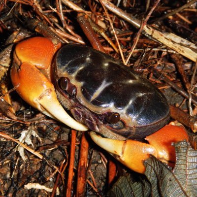 ひとりぼっちの重合体  魚と虫とハペ  南のほうに行きたい