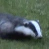 WildlifeWatch1's profile picture. Welcome to Wildlife Watcher 
Watch wildlife footage from night time trails cameras and nest boxes with cameras.