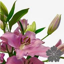 Lili_mora16's profile picture. https://t.co/3lwvayF2tX Agrónoma
Fruticultura.