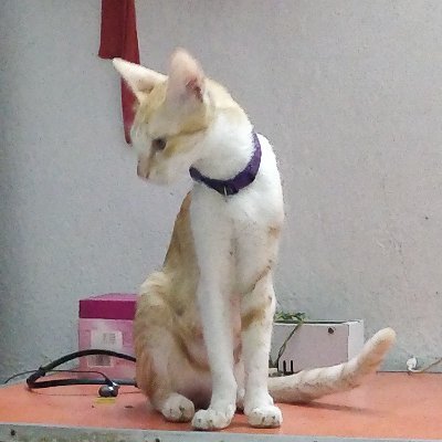 omkvernekar's profile picture. 