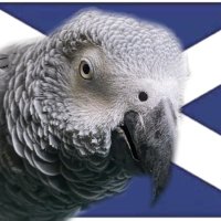 Oscar Allen (@oscardebird) 's Twitter Profile
