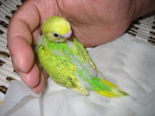 セキセイインコみみすけとのんちゃんは虹の橋へ
インコ以外の事をつぶやくことが多くなります　食いしん坊　　それでもよければ仲良くしてください　しばらく禁煙日記