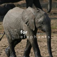 For Elephants(@ForElephants_) 's Twitter Profile Photo