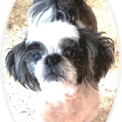 baitzu340's profile picture. 