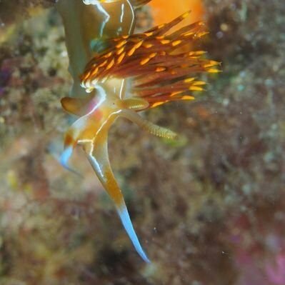 menditsas.
buceo, solo buceo. Bueno, cuando no se puede, montaña.
videos y fotos de ocio y vacaciones. Por si a alguien le sirven de ayuda o ejemplo.
Youtube