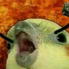 Caduu90580565's profile picture. 1+1=11