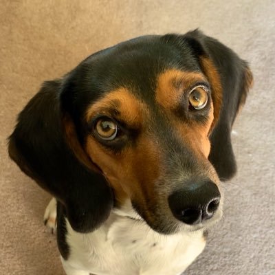 hello i am a beagle. i post dog stuff. somtimes hooman stuff too. i like ice fetch. go Bruins!