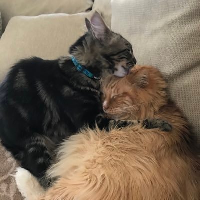 L50799807's profile picture. Animal lover, Black Belt, Inventor, Black Lives Matter, Democrat