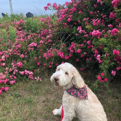 🐾F1b Labradoodle 🧁September 21, 2018 🏡Illinois & Michigan 💲Check out https://t.co/TWwhedggRt