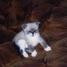 batbuddies's profile picture. juno, white, 21
i do not use Twitter 💔