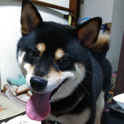 Espesso Ff外から失礼します W 柴犬を含め日本犬は身近な天然記念物なのに 唾を吐くなんて許しませんね