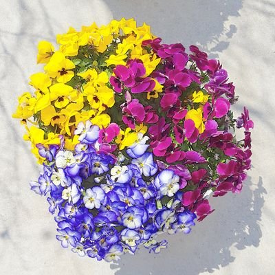 syamumuuuu's profile picture. 成人済｜趣味・閲覧垢