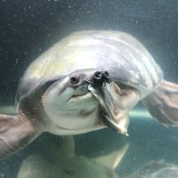 ばりゾウゴン笑笑😂 (@antnhwkrni) Twitter profile photo