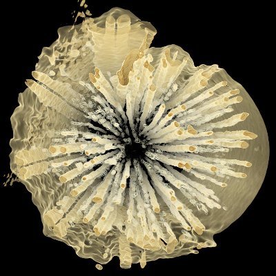 Brodribb Lab Profile